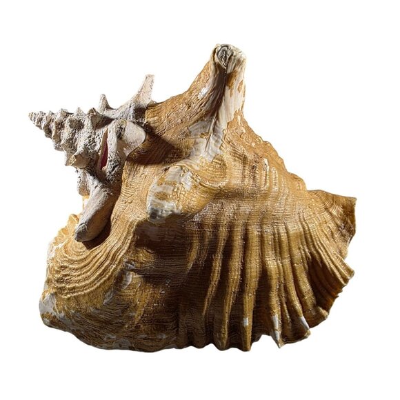 Large Natural Brown & White Conch Sea Shell Decorative Accent beachcore vacation - Picture 3 of 7